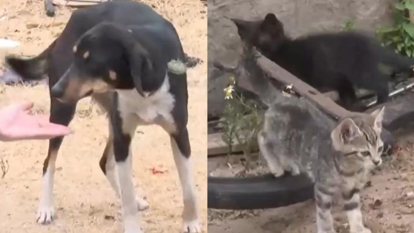 Perros y gatos bebés: Encuentran animales abandonados tras incendio en Melipilla