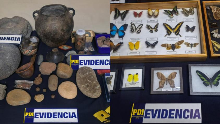 Una persona fue detenida por tenencia ilegal de patrimonio arqueológico y fauna endémica