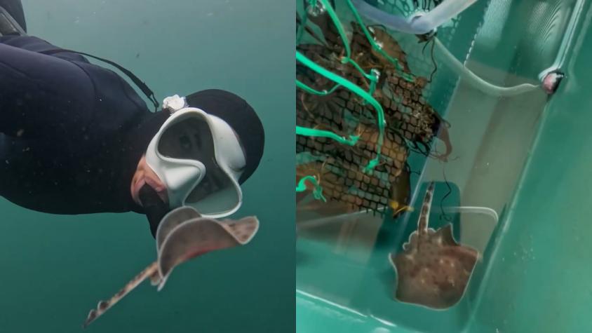 Quién es Camila Montt, bióloga marina que rescató más de 100 rayas en Valparaíso: "La gente no protege lo que no conoce"