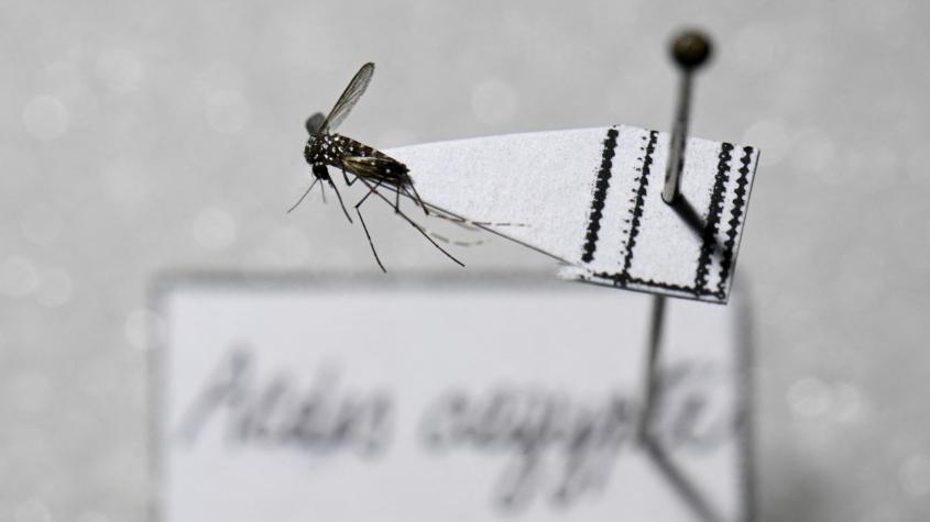 Alerta sanitaria por detección de mosquito del dengue en Chile: Cómo reconocer síntomas de la enfermedad