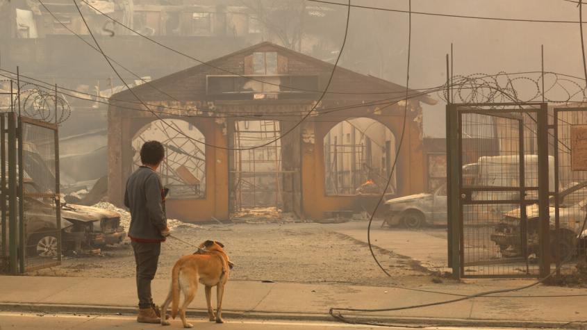 Revisa los centros de rescate y veterinarias del Biobío recibirán animales quemados por incendios forestales