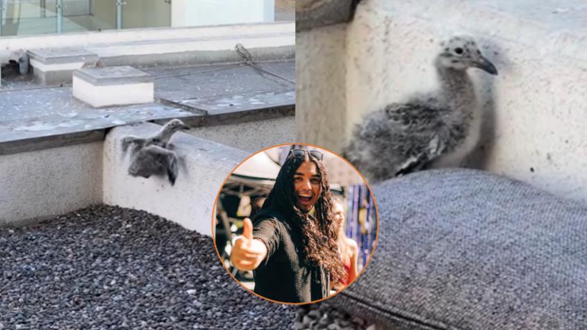 Integrante de La Noche protagoniza emotivo rescate de polluelo de gaviota en Viña del Mar