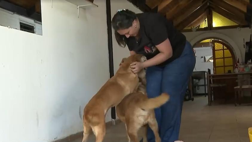 Programa Municipal de Maipú: Impulsan los hogares temporales para perros y gatos