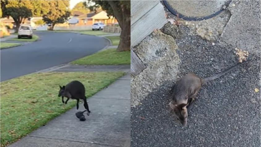 VIDEO | Mujer graba momento exacto en que una mamá canguro pierde a su cría en un barrio australiano