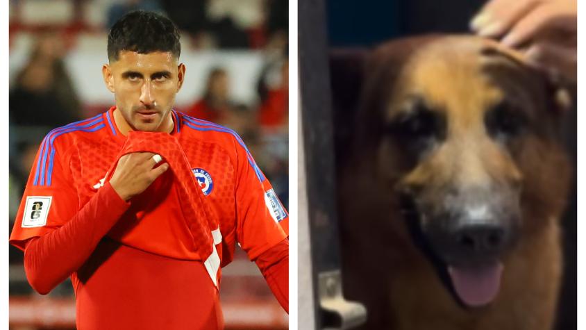 "Gracias, Guillermo": El noble gesto de Maripán con perrito abandonado tras los incendios forestales "Gracias, Guillermo": El noble gesto de Maripán con perrito abandonado tras los incendios forestales