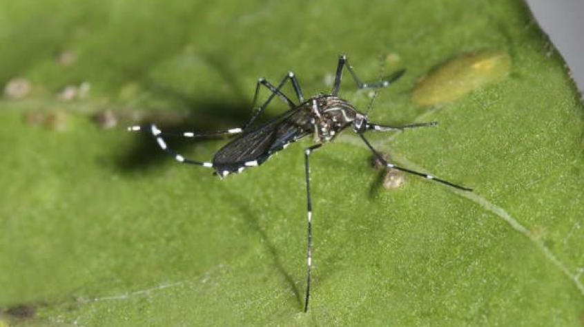 Seremi de Salud reporta “sospecha de hallazgo” de mosquito de la fiebre amarilla en el Aeropuerto de Santiago