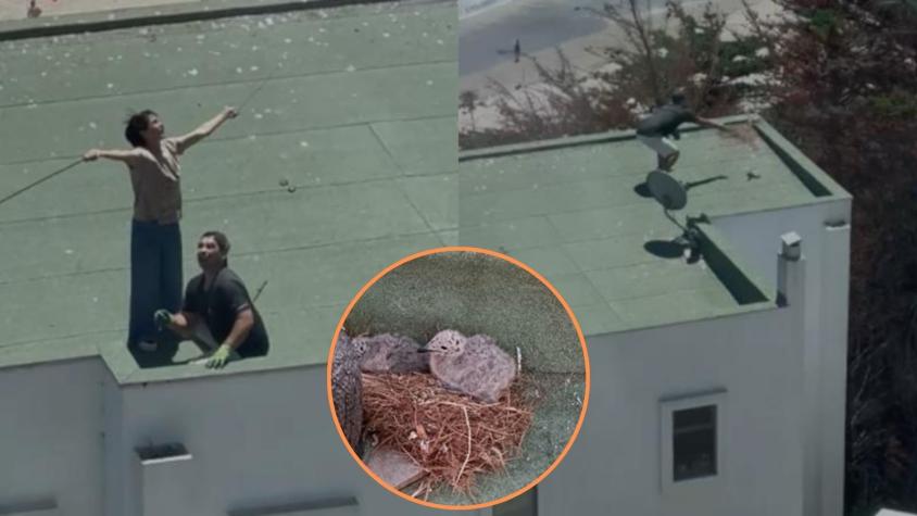 Detienen a sujetos que lanzaron a polluelos al vacío en Maitencillo: aves fueron rescatadas