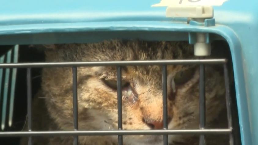 Más de 300 esperan sus dueños: Crean plataforma de mascotas perdidas en incendios Más de 300 esperan sus dueños: Crean plataforma de mascotas perdidas en incendios