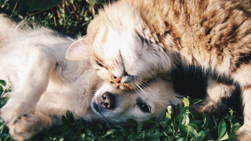 No es Copito: Revelan los 10 nombres de mascotas más inscritos durante el 2025