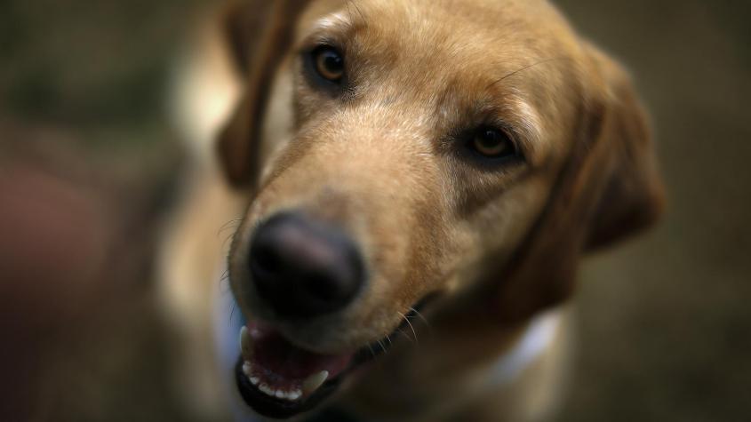 Alerta por altas temperaturas extremas: ¿Cómo proteger a las mascotas del calor?