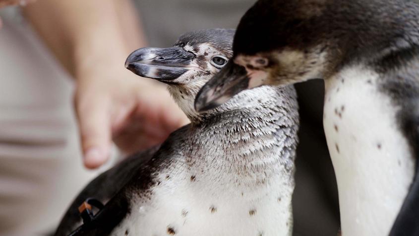 Declaran al pingüino de Humboldt como Monumento Natural: ¿qué implica esta categoría? Declaran al pingüino de Humboldt como Monumento Natural: ¿qué implica esta categoría?