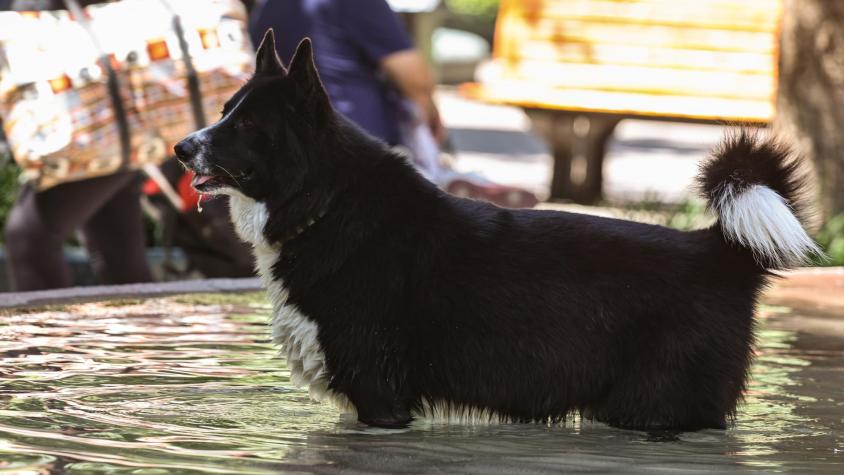 Emiten aviso por altas temperaturas: Se esperan hasta 36°C en la zona central