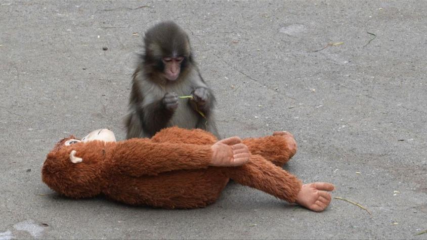 El bebé macaco Punch se adapta con valentía y atrae a multitudes en Japón