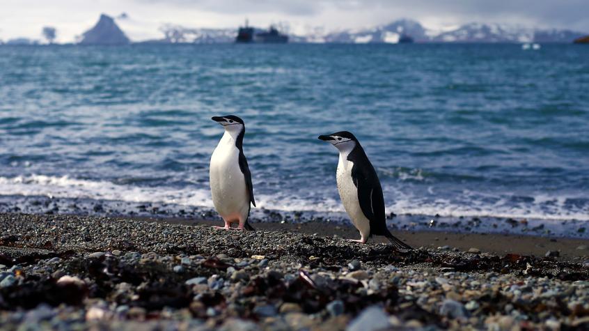 Uno declaraba Monumento Natural al pingüino de Humboldt: La lista de decretos ambientales que fueron retirados