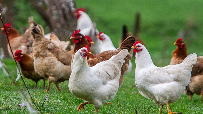 SAG suspende certificación de exportaciones avícolas ante detección de influenza aviar SAG suspende certificación de exportaciones avícolas ante detección de influenza aviar