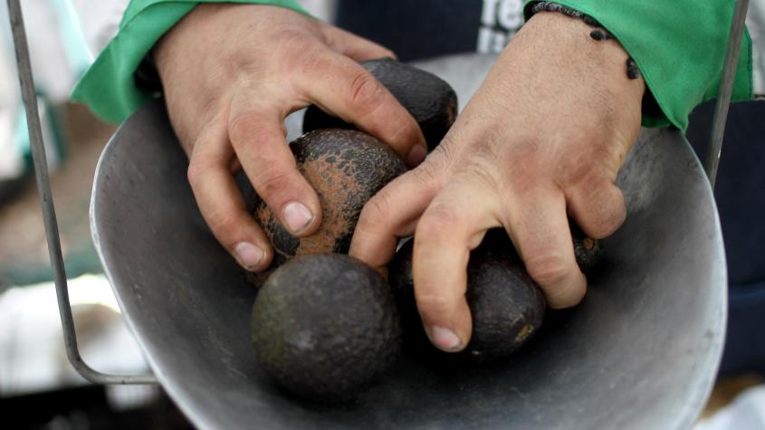 Hombre murió de un disparo en Quillota: Lo habrían descubierto robando paltas 