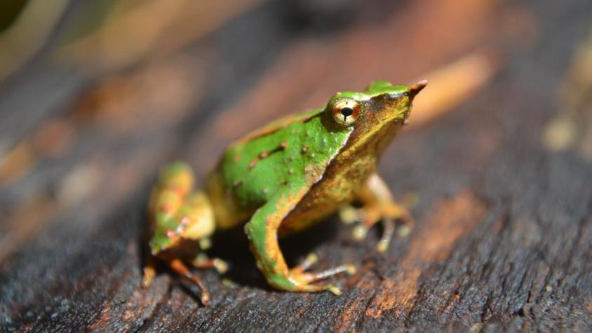 Se salvó la ranita de Darwin: Gobierno reingresa decreto que aprueba plan para la conservación de la especie