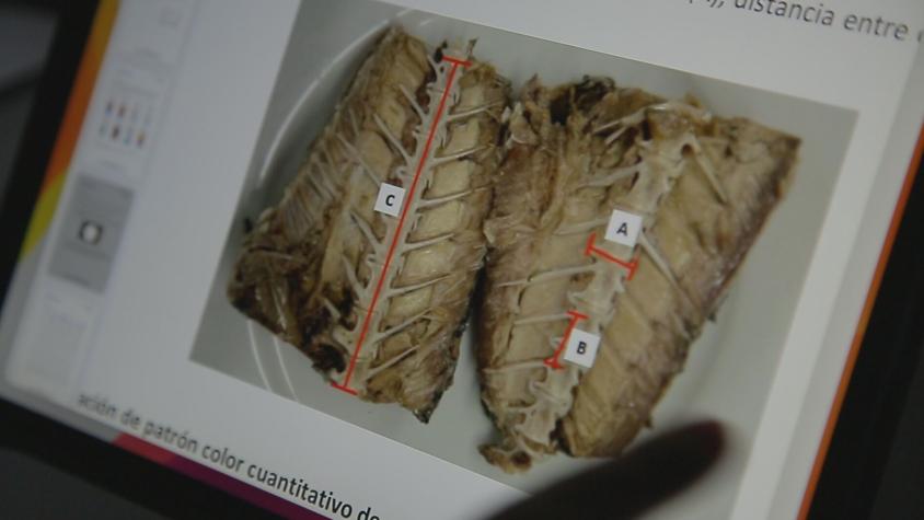 INTA revela que otras cinco marcas de pescado enlatado venden caballa como jurel