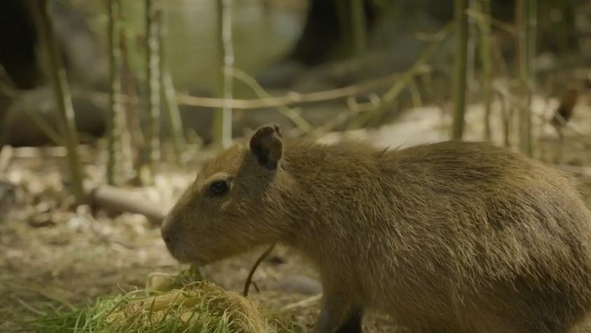Histórico: científicos descubren que los capibaras también habitaron Chile