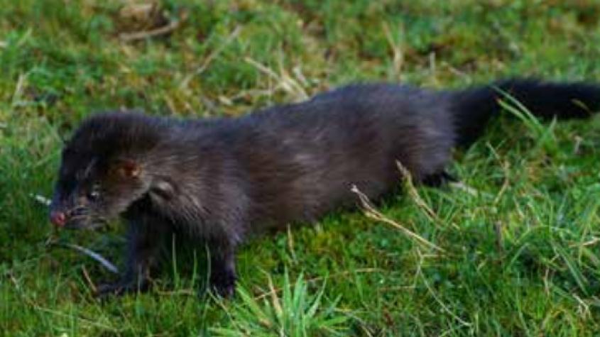 Visón americano: cómo reconocerlo y evitar confundirlo con especies nativas 