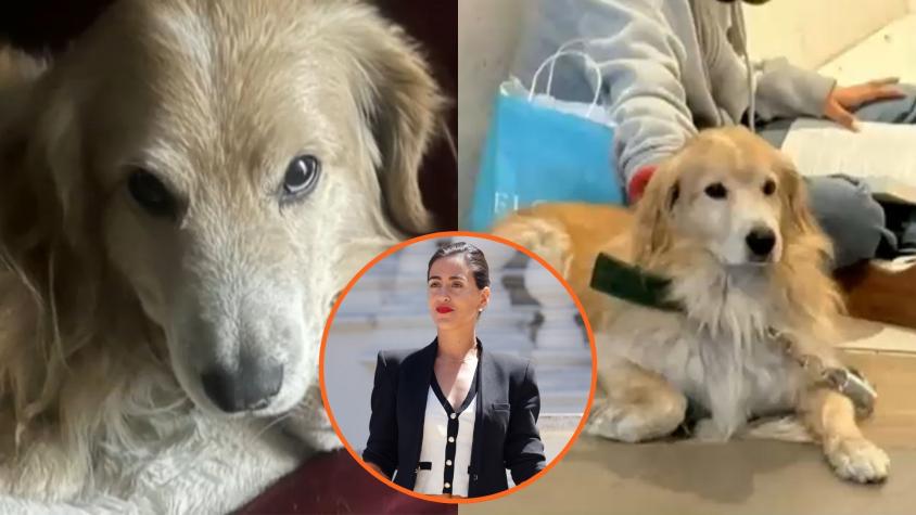 Familia de perro que murió electrocutado en Viña del Mar se querelló contra alcaldesa Ripamonti Familia de perro que murió electrocutado en Viña del Mar se querelló contra alcaldesa Ripamonti