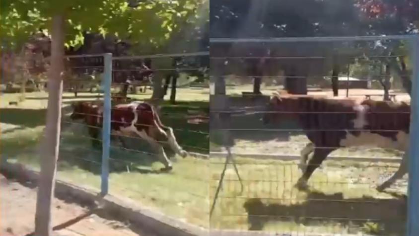 Preocupación en colegio de Cerrillos por toro suelto: Profesor hace desesperado llamado en vivo y la magia de la TV hizo lo suyo