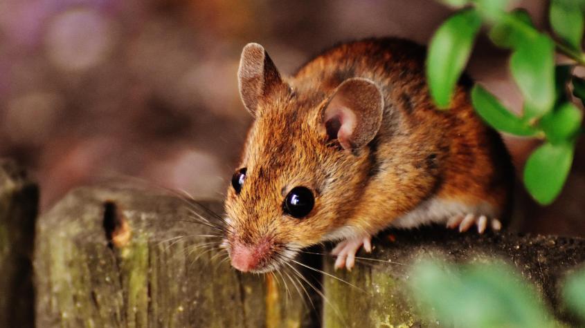 Encuentran veneno para ratas en comida para bebés en Austria: ordenan retiro preventivo de productos