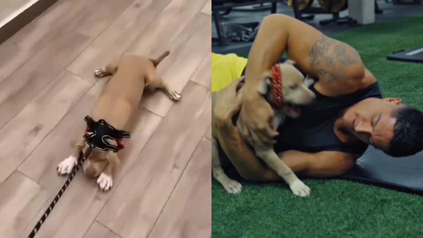 "Saquen sus propias conclusiones": Tras ola de críticas, Sammis Reyes explicó video arrastrando a su perrita