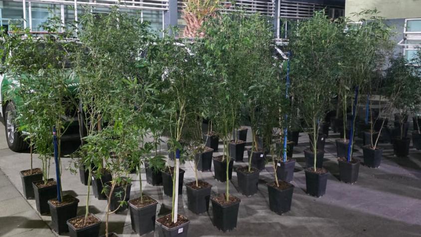 Denuncia vecinal permite descubrir plantación de marihuana y vehículo robado en Puente Alto