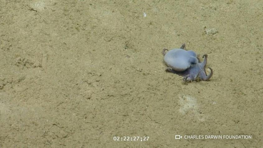 Azul y pequeño como una pelota de golf: así es el nuevo pulpo descubierto en las Galápagos Azul y pequeño como una pelota de golf: así es el nuevo pulpo descubierto en las Galápagos