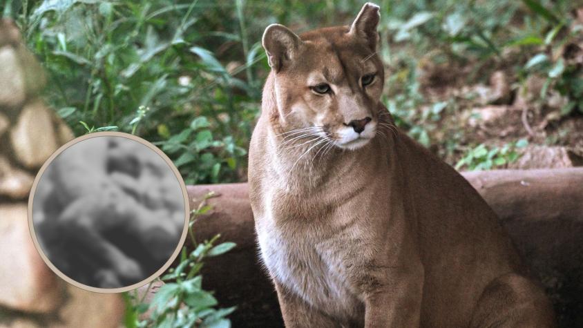 Denuncian que puma fue asesinada a disparos en San José de Maipo Denuncian que puma fue asesinada a disparos en San José de Maipo