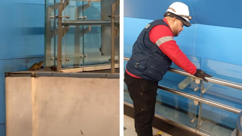 La respuesta de Metro a denuncia de usuario por ratones en estación Universidad de Chile