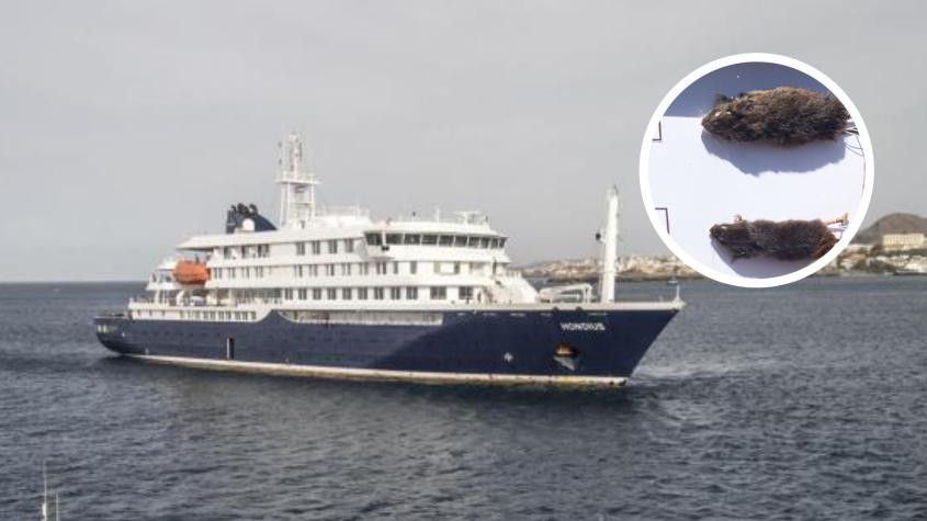 Minsal informa aislamiento preventivo de dos chilenos tras embarcar en crucero con brote de hantavirus