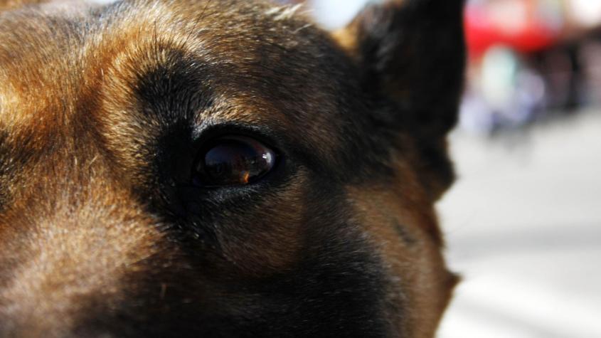 Peatón muere atropellado tras intentar salvar a perrito que se metió a la calzada en San Antonio