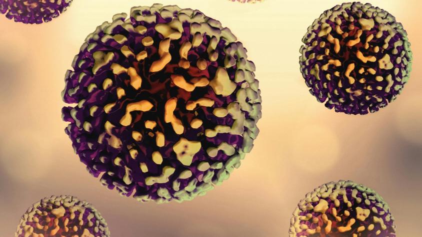 Así escapa el hantavirus al control del sistema inmunitario: ¿cómo puede evitarse?