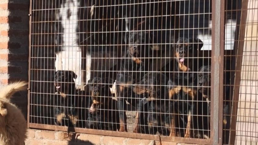 Octogenario sufrió lesiones graves tras ser atacado por jauría de Rottweiler en Valparaíso