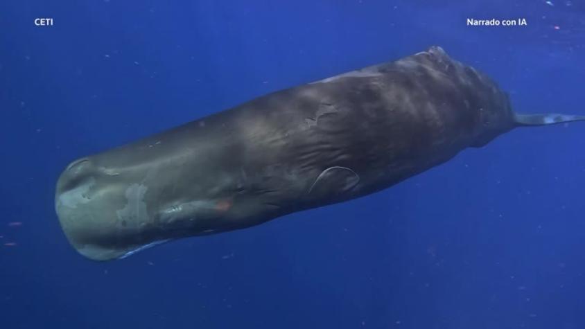 Robot submarino ayuda a descifrar el lenguaje de ‘chasquidos’ de los cachalotes