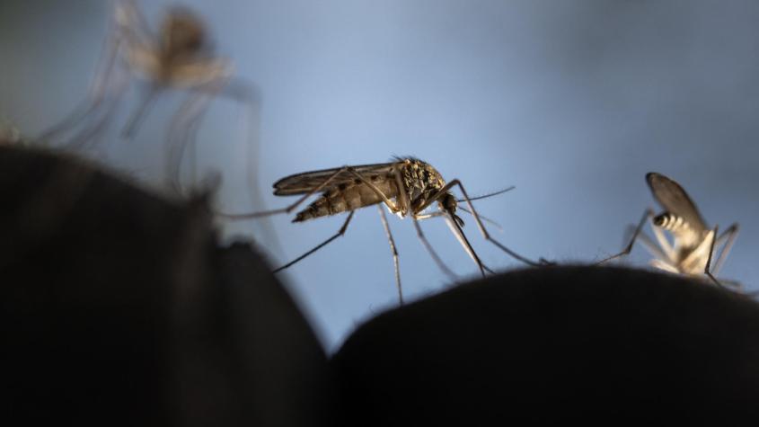 ¿Por qué los mosquitos pican más a unas personas que a otras?