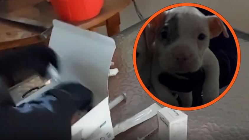 Amputaba orejas y colas a perros: Detienen por maltrato animal y ejercicio ilegal de profesión a hombre en Huechuraba