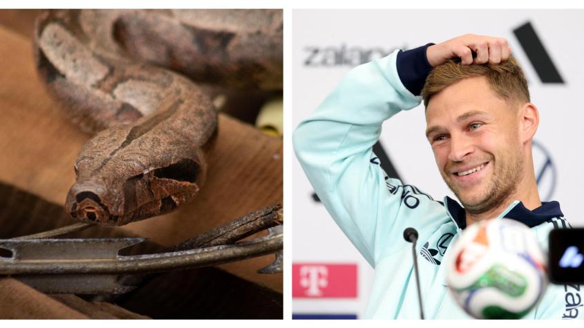 "Si te muerde, vas al hospital": La serpiente venenosa que asustó a Alemania durante la concentración del Mundial