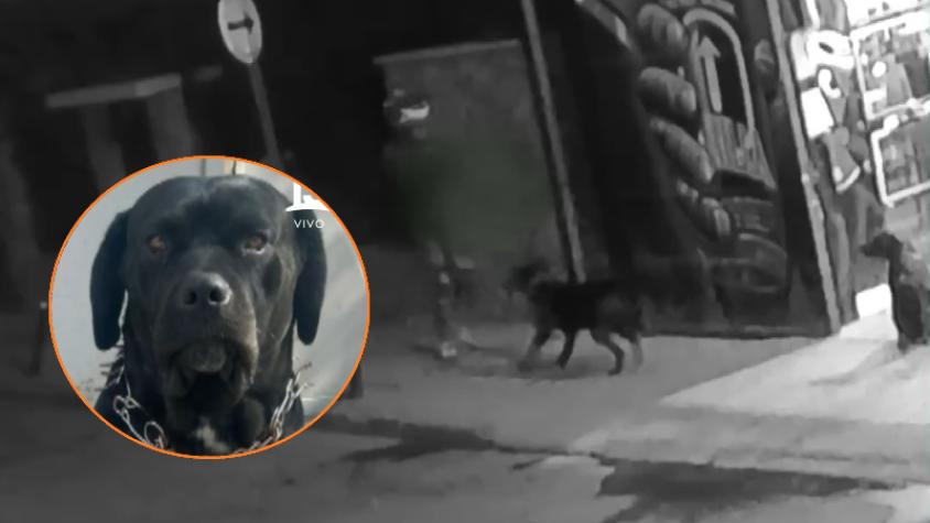 "Saltó encima de él": Perro defendió a víctima de asalto en 