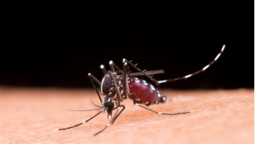 Declaran Alerta Amarilla para Antofagasta por presencia de mosquito que transmite el dengue: hay 15 focos confirmados