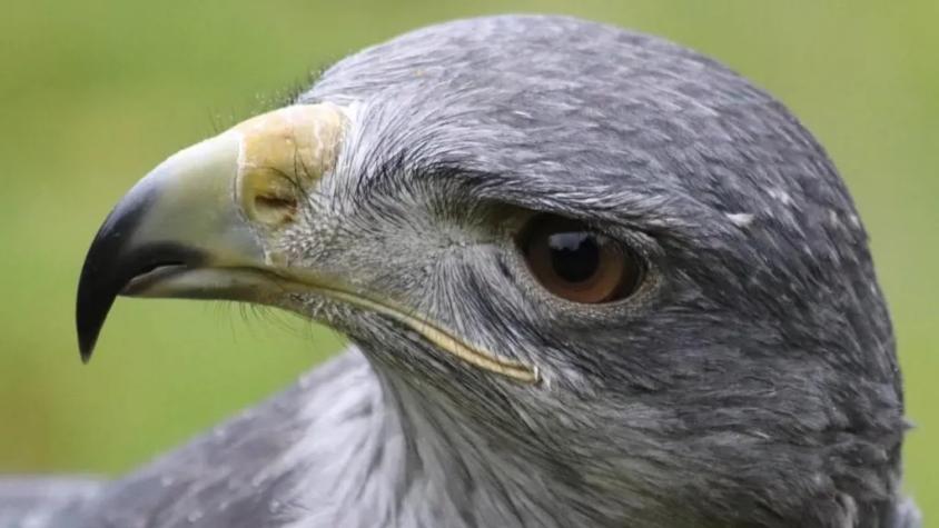 Águila chilena moviliza una intensa búsqueda en Reino Unido: "Esto no sucede muy a menudo”