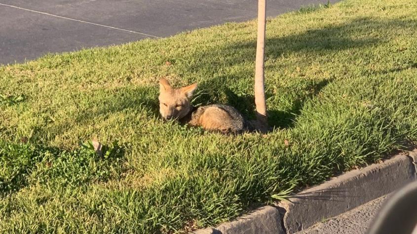 Presencia de un zorro en sector residencial de Maipú terminó en un amplio despliegue del SAG