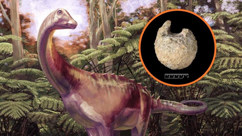 Un fósil guardado 40 años en un cajón resultó ser del primer dinosaurio hallado en la Antártida Un fósil guardado 40 años en un cajón resultó ser del primer dinosaurio hallado en la Antártida