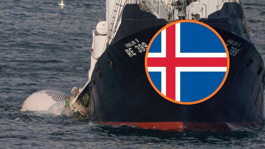 Islandia reanuda la caza de ballenas tras dos años de pausa Islandia reanuda la caza de ballenas tras dos años de pausa
