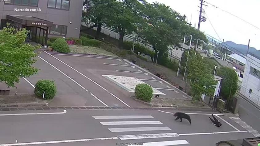 Un oso hiere a varias personas en una zona residencial de Japón