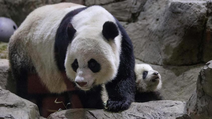 Buinzoo inicia campaña para traer un panda gigante a Chile: Así puedes apoyar con tu firma