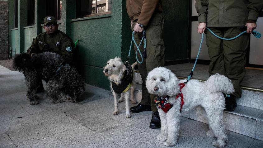 Con tres perros, botellas de alcohol y cédulas de identidad: lo que se sabe del misterioso hallazgo de auto en Santiago Con tres perros, botellas de alcohol y cédulas de identidad: lo que se sabe del misterioso hallazgo de auto en Santiago