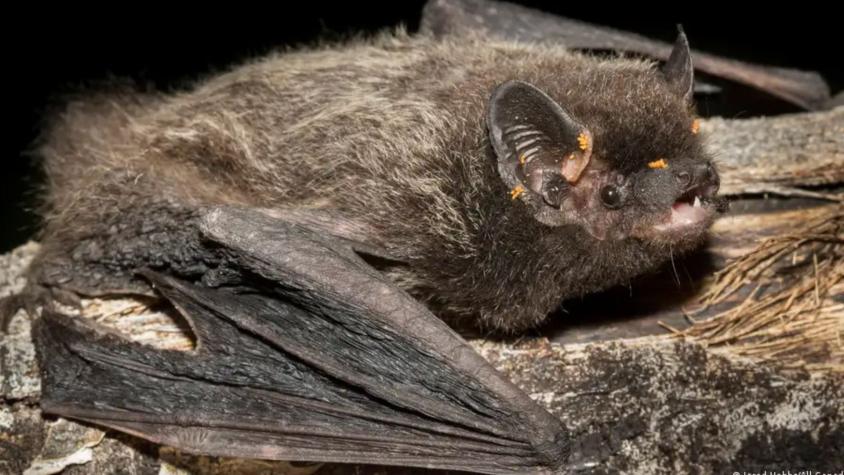 Niño muere de rabia tras despertar con murciélago en la cara Niño muere de rabia tras despertar con murciélago en la cara